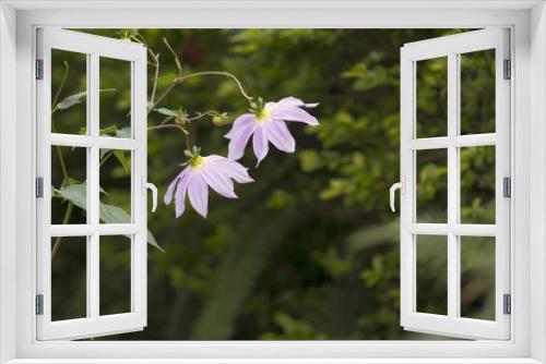 Fototapeta Naklejka Na Ścianę Okno 3D - Lavender Coloured Flowers of Dahlia imperialis