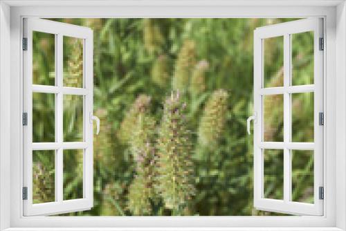 Fototapeta Naklejka Na Ścianę Okno 3D - Trifolium angustifolium
