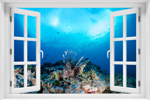 Fototapeta Naklejka Na Ścianę Okno 3D - A beautiful Lionfish hunting on a colorful tropical coral reef