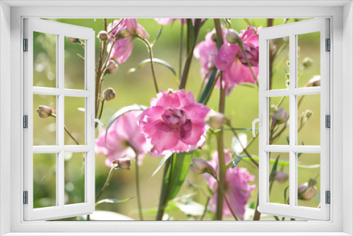 Fototapeta Naklejka Na Ścianę Okno 3D - Lilac delphinium in the garden.