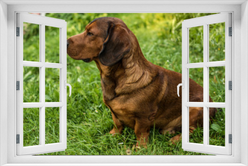 Fototapeta Naklejka Na Ścianę Okno 3D - pure breed Alpine Dachsbracke dog  brown dog summer outdoor shot close up 