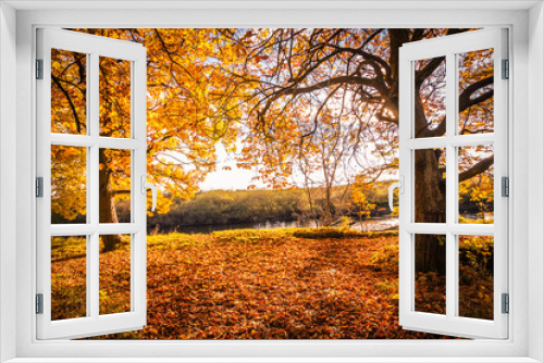 Fototapeta Naklejka Na Ścianę Okno 3D - Beautiful, golden autumn scenery with trees and golden leaves in the sunshine in Scotland
