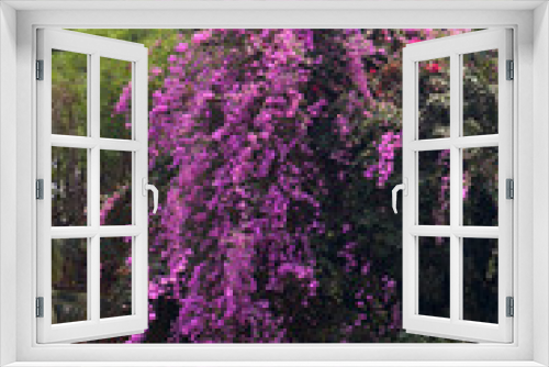 Fototapeta Naklejka Na Ścianę Okno 3D - A blossoming tree with purple flowers. Bougainvillea. Thailand
