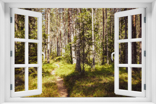 Fototapeta Naklejka Na Ścianę Okno 3D - Small hiking trail in sunny warm pine forests. Northern Sweden.