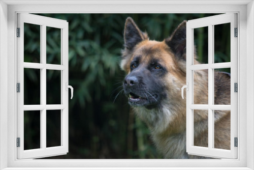 Fototapeta Naklejka Na Ścianę Okno 3D - german shepherd dog barking