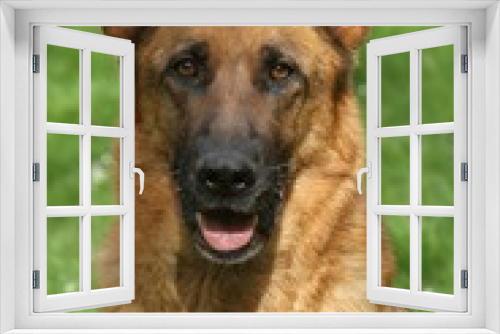 Fototapeta Naklejka Na Ścianę Okno 3D - portrait de face d'un berger allemand,german shepher dog