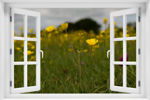 Fototapeta Naklejka Na Ścianę Okno 3D - Meadow of spring flowers in English countryside 