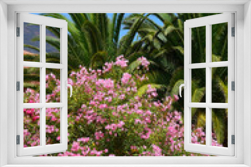 Fototapeta Naklejka Na Ścianę Okno 3D - Exotic tropical flora in the park of Tenerife with blooming pink oleander bush in the foreground.
Canary Islands,Spain.Travel concept.