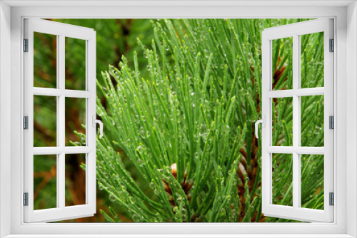 Fototapeta Naklejka Na Ścianę Okno 3D - Kieferzweig - pine twig 04