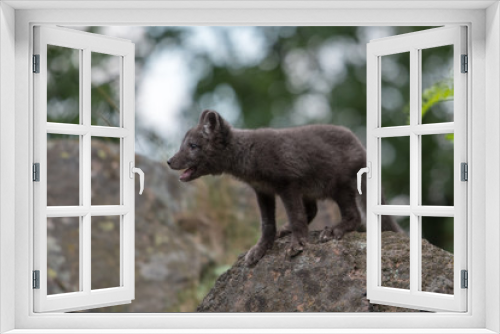 Fototapeta Naklejka Na Ścianę Okno 3D - Cute cub of an arctic fox (Alopex lagopus beringensis) on a background of bright green grass in a cool polar summer on the Bering island, the Commander Islands. Selective focus on the eyes of the fox.