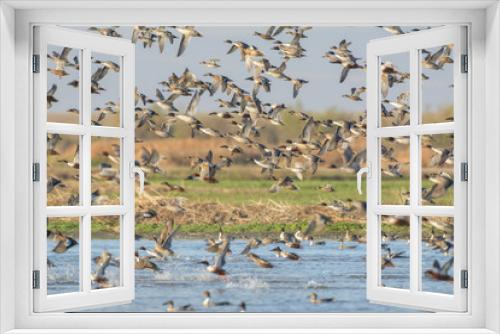 Fototapeta Naklejka Na Ścianę Okno 3D - Crowded flock of ducks flying