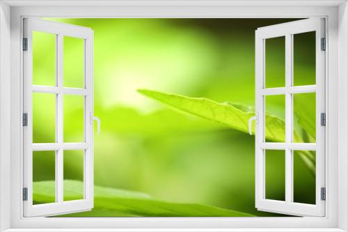 Fototapeta Naklejka Na Ścianę Okno 3D - green leaf close up
