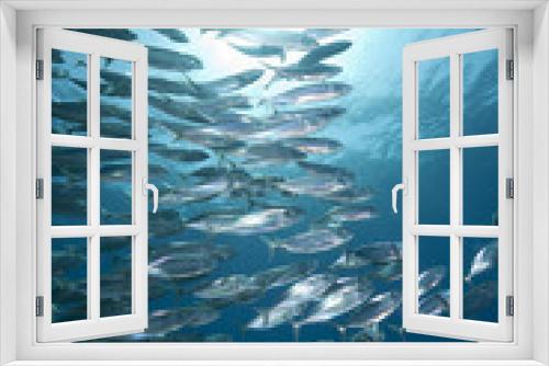 Fototapeta Naklejka Na Ścianę Okno 3D - mackerel school feeding