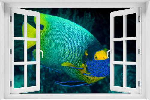 Fototapeta Naklejka Na Ścianę Okno 3D - yellow mask angelfish fish