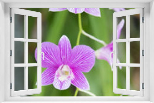 Fototapeta Naklejka Na Ścianę Okno 3D - Thailand purple orchid flowers