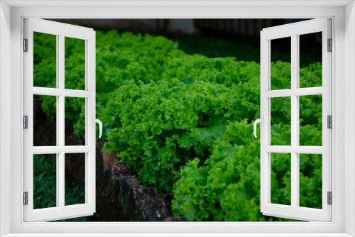 Fototapeta Naklejka Na Ścianę Okno 3D - Lettuce plantation
