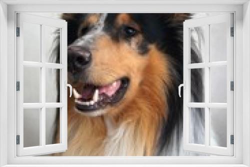 Fototapeta Naklejka Na Ścianę Okno 3D - Hund,hund, collie, haustier, tier, shetland sheepdog, schäferhund, canino, portrait, shetland, weiß, breed, hübsch, rau, säugetier, fell, braun, kleines mädchen, hirte, pelzig, 