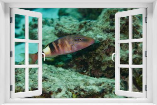 Fototapeta Naklejka Na Ścianę Okno 3D - Fiji Goatfish