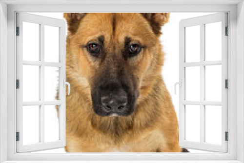 Fototapeta Naklejka Na Ścianę Okno 3D - Closeup Shy German Shepherd Dog