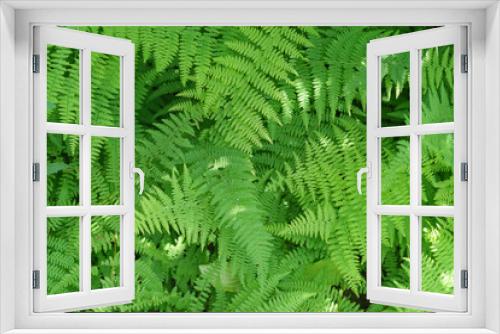 Fototapeta Naklejka Na Ścianę Okno 3D - healthy green ferns in the shade