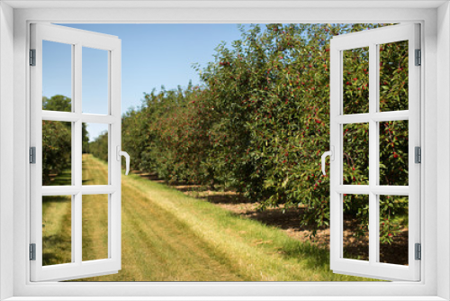 Fototapeta Naklejka Na Ścianę Okno 3D - Cherry Orchard