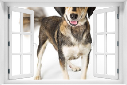 Fototapeta Naklejka Na Ścianę Okno 3D - Happy Smiling Dog Wagging Tail Looking at Camera