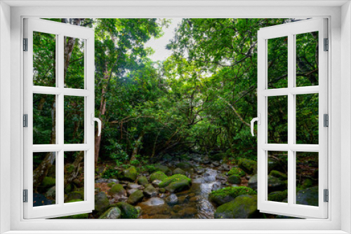 Fototapeta Naklejka Na Ścianę Okno 3D - 西表島のジャングル