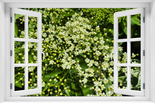 Fototapeta Naklejka Na Ścianę Okno 3D - Flowers and buds of Elder (Sambucus nigra)