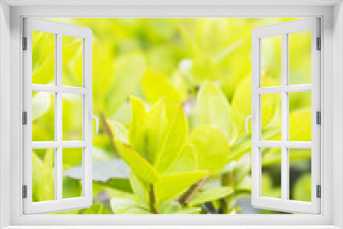 Fototapeta Naklejka Na Ścianę Okno 3D - Verdant shrub leaves background