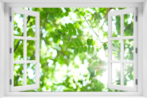 Fototapeta Naklejka Na Ścianę Okno 3D - green leaf background on tree