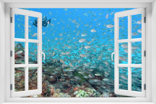Fototapeta Naklejka Na Ścianę Okno 3D - 奄美大島 魚の群れ