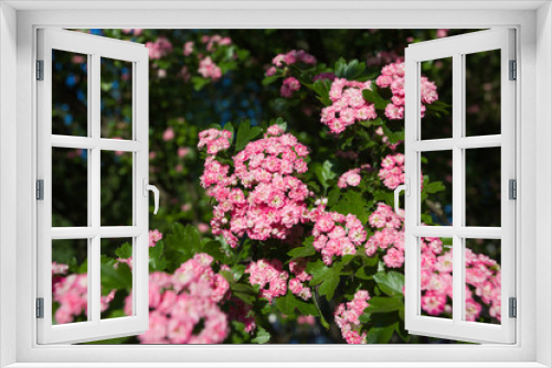 Fototapeta Naklejka Na Ścianę Okno 3D - Beautiful blooming tree with cute small pink flowers in morning soft spring summer light. Horizontal color photography.