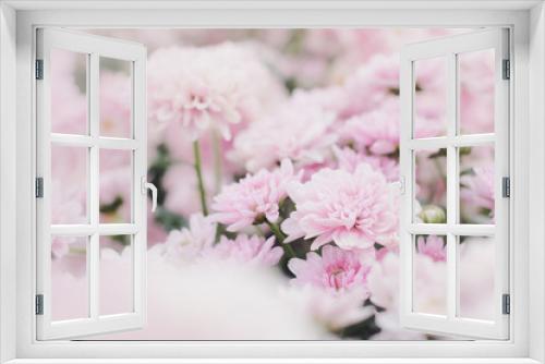 Fototapeta Naklejka Na Ścianę Okno 3D - Pink chrysanthemum flower (Dendranthemum grandifflora) in soft focus with overlay pastel filtered effect