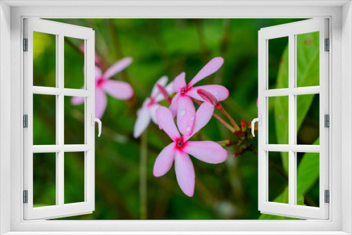 Fototapeta Naklejka Na Ścianę Okno 3D - Kopsia rosea, pink flower in garden