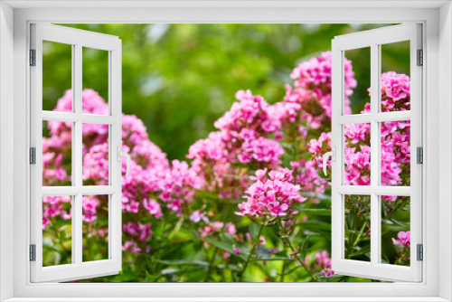 Fototapeta Naklejka Na Ścianę Okno 3D - Pink Flower Blooms - Horizontal