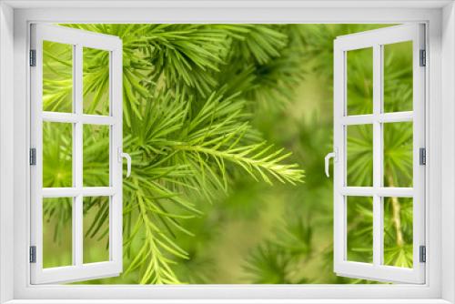 Fototapeta Naklejka Na Ścianę Okno 3D - green larch twigs