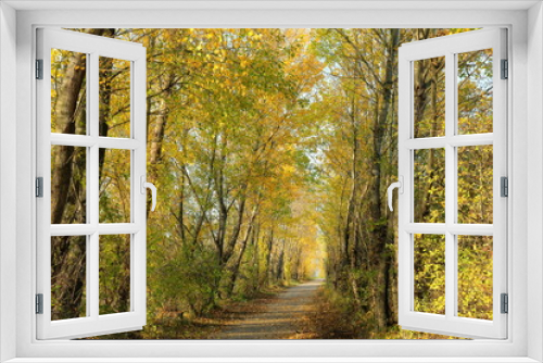 Fototapeta Naklejka Na Ścianę Okno 3D - Von Laubbäumen gesäumter Weg im Herbst
