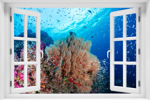 Fototapeta Naklejka Na Ścianę Okno 3D - Schools of colorful tropical fish swimming around a beautiful coral reef