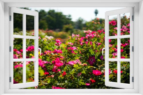 Fototapeta Naklejka Na Ścianę Okno 3D - red rose in Rose Gardens