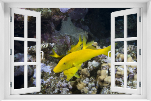 Fototapeta Naklejka Na Ścianę Okno 3D - Yellow tropical fish