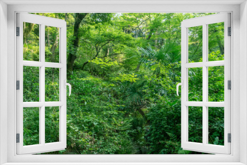 Fototapeta Naklejka Na Ścianę Okno 3D - 東京の自然　夏の森林の緑