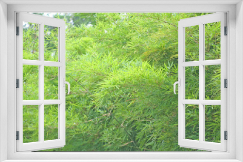 Fototapeta Naklejka Na Ścianę Okno 3D - Bamboo tree and breeze,Green leaves background