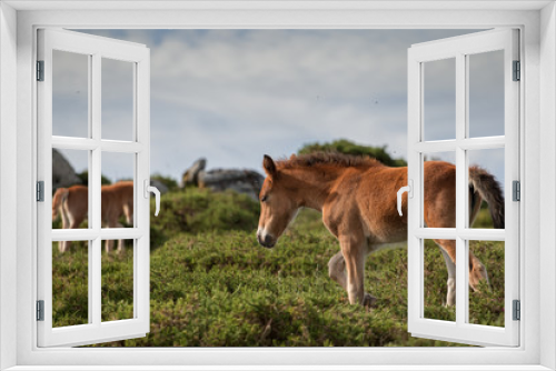 Fototapeta Naklejka Na Ścianę Okno 3D - Foals