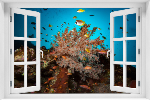 Fototapeta Naklejka Na Ścianę Okno 3D - Tropical marine biodiversity 