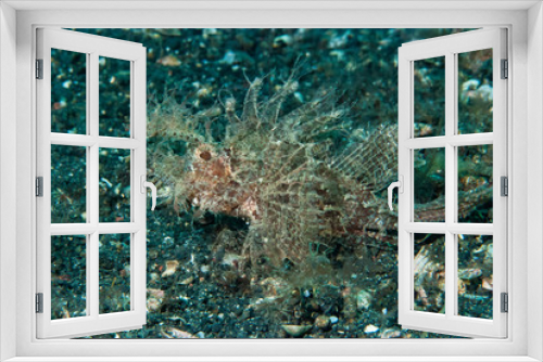 Fototapeta Naklejka Na Ścianę Okno 3D - Ambon Scorpionfish Pteroidichthys amboinensis