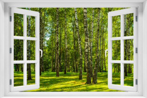Fototapeta Naklejka Na Ścianę Okno 3D - Birch Grove on a sunny day