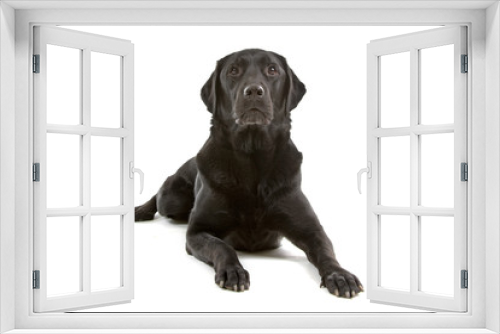Fototapeta Naklejka Na Ścianę Okno 3D - black labrador retriever isolated on a white background