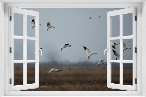 Fototapeta Naklejka Na Ścianę Okno 3D - Wild white snow geese flying in group