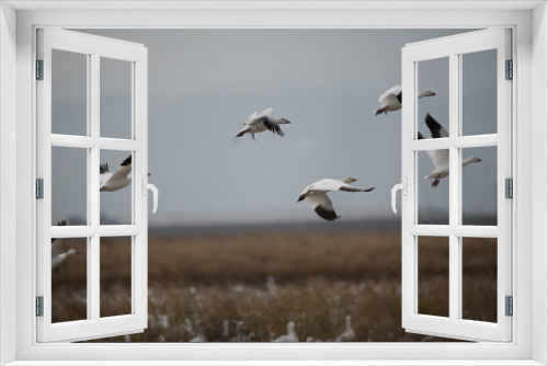 Fototapeta Naklejka Na Ścianę Okno 3D - Flying white geese in wild flock
