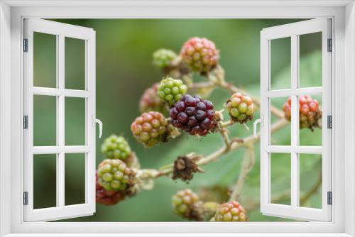 Fototapeta Naklejka Na Ścianę Okno 3D - Wild Blackberries